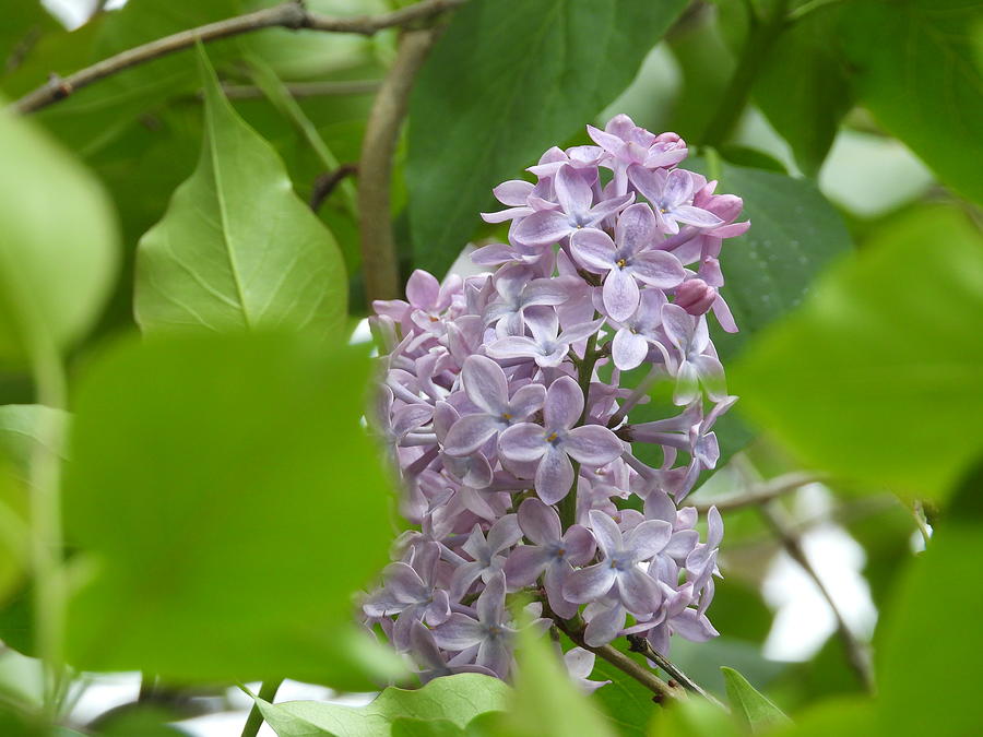 Lovely Lilacs Photograph by Amanda R Wright