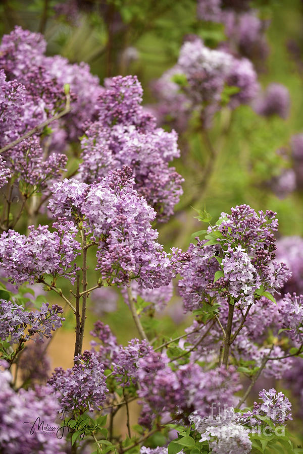 Lovely Lilacs Photograph by Melissa OGara