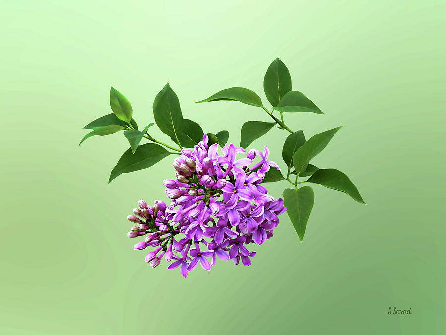 Lovely Lilacs Photograph by Susan Savad