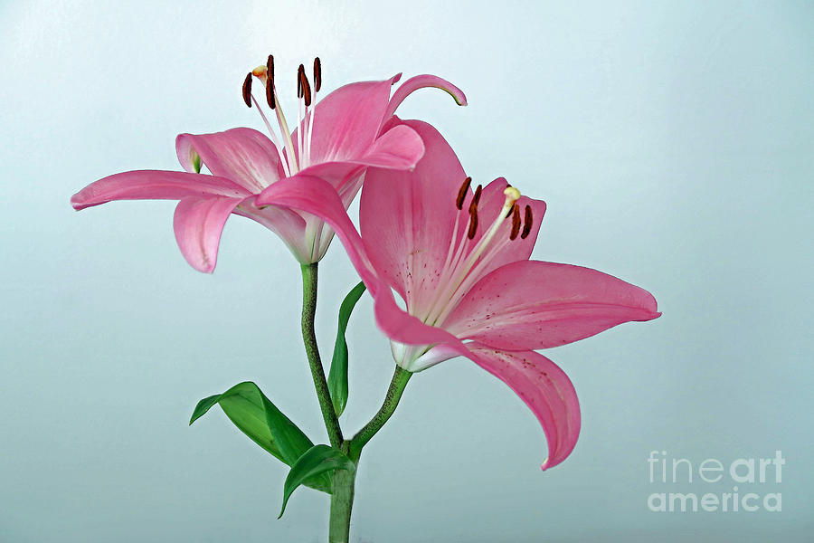 Lovely Lilies Photograph by Ann Horn