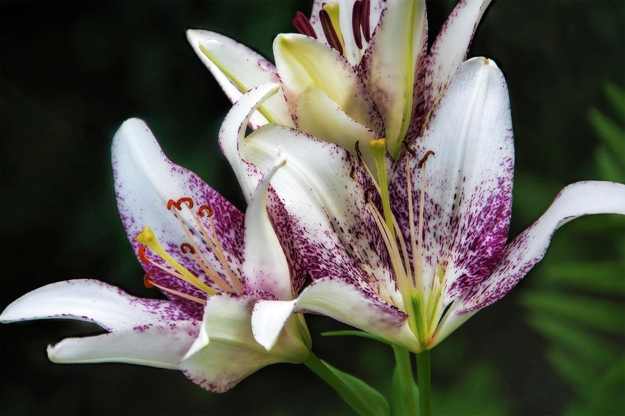 Lovely Lilies Photograph by Ann Powell