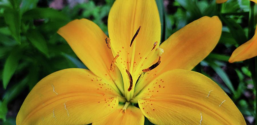Lovely Lily Photograph