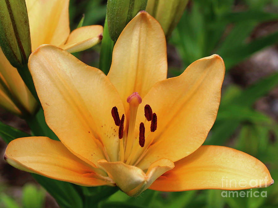 Lily Photograph - Lovely Lily by Douglas White