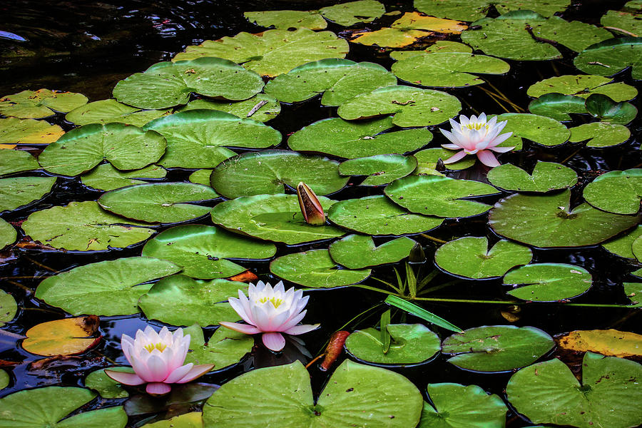 Lovely Water Lily Pads Photograph by Robert Blandy Jr