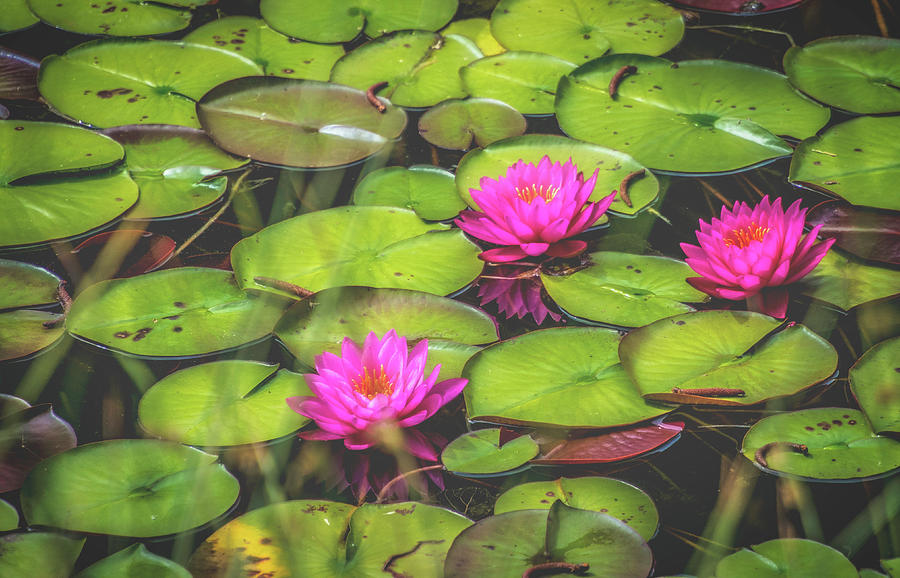 Lovely Lily Pond Photograph by Steph Gabler
