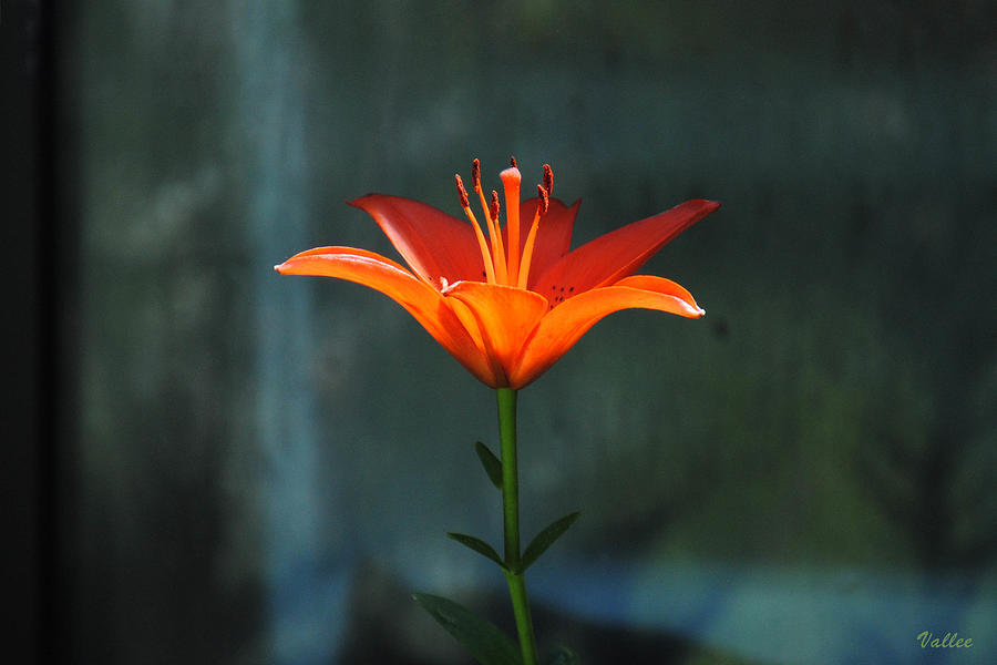 Lovely Lily Photograph by Vallee Johnson