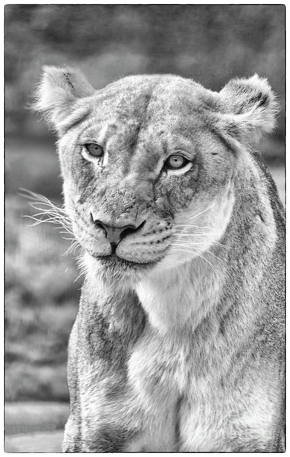 Lovely Lioness Photograph by Ruth Jolly
