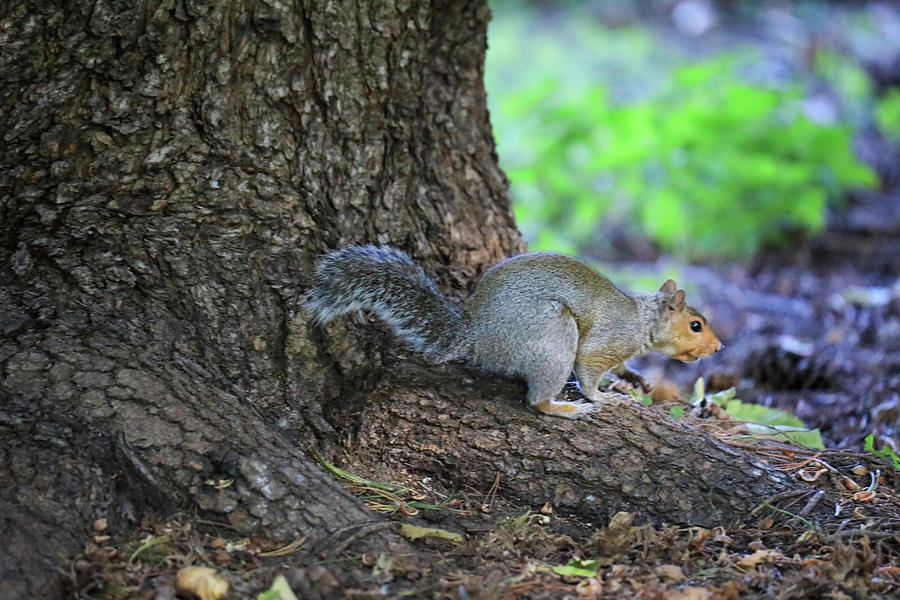 Lovely Little Perky Squirrel Photograph