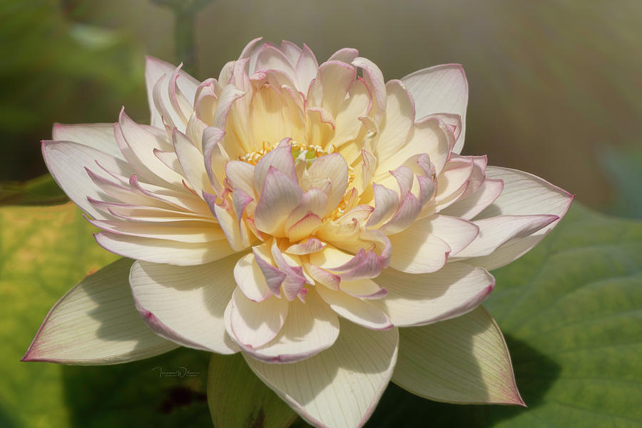 Lovely Lotus Photograph by Teresa Wilson
