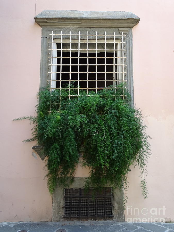 Lovely Lucca Window Photograph by Lainie Wrightson