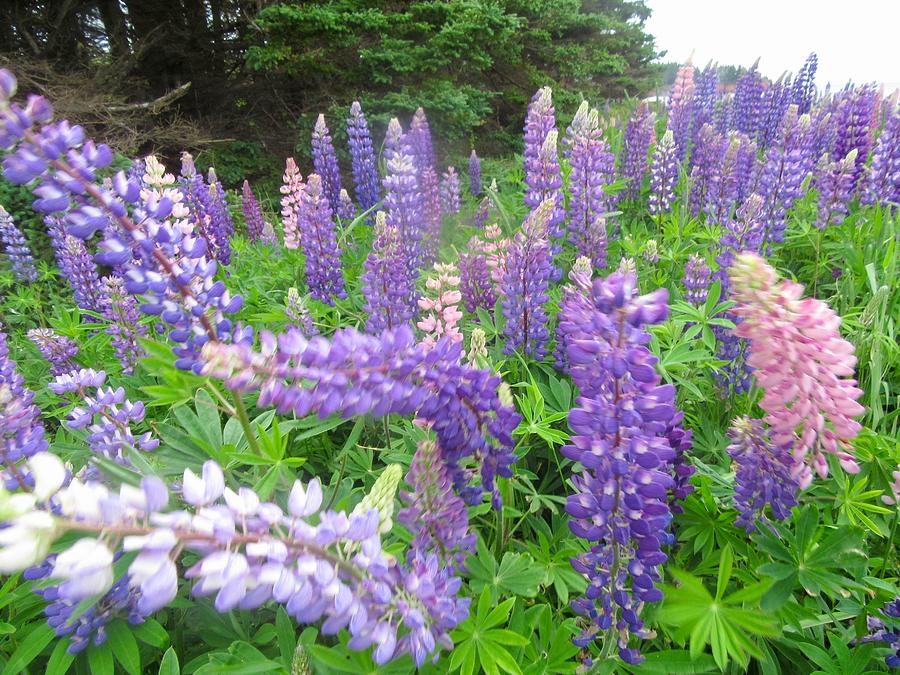 Lovely Lupins Photograph by Stephanie Moore