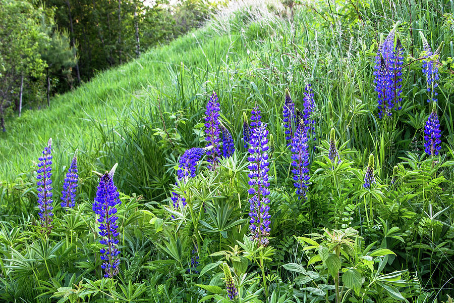 Lovely Lupines Photograph by Christie Kowalski