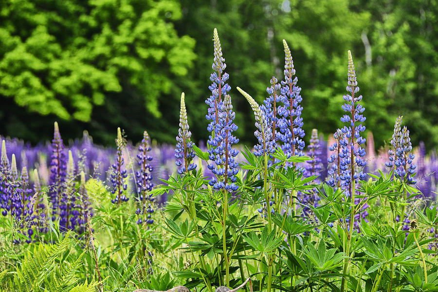 Lovely Lupines Photograph by Tricia Marchlik