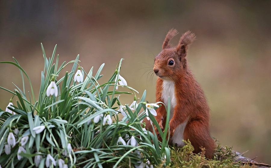 Lovely Mesmerizing Wild Little Forest Creature UHD Photograph by Art ...