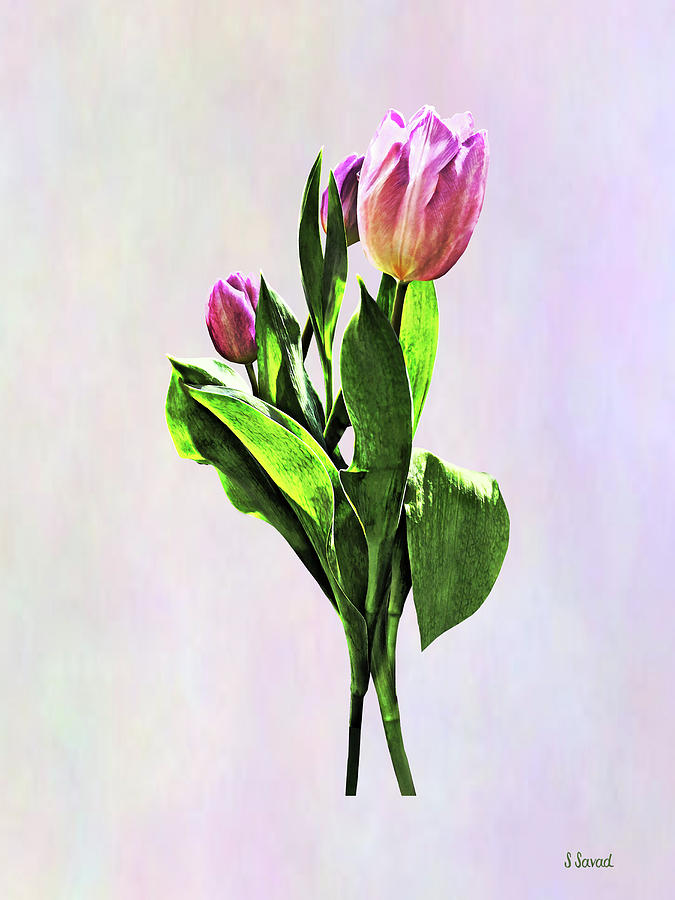 Tulip Photograph - Lovely Pale Pink Tulips by Susan Savad