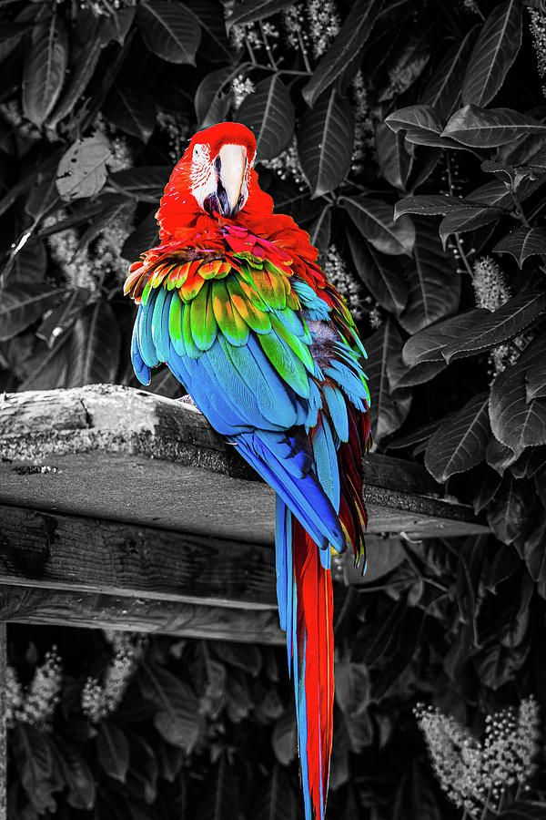 Lovely Parrot Photograph by Angela Carrion Photography