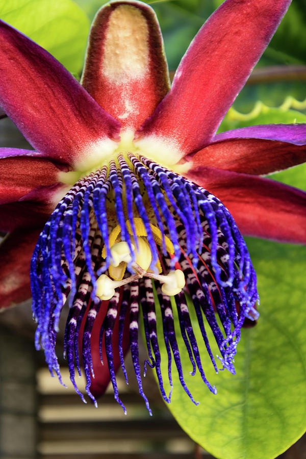 Lovely Passion Flower Photograph
