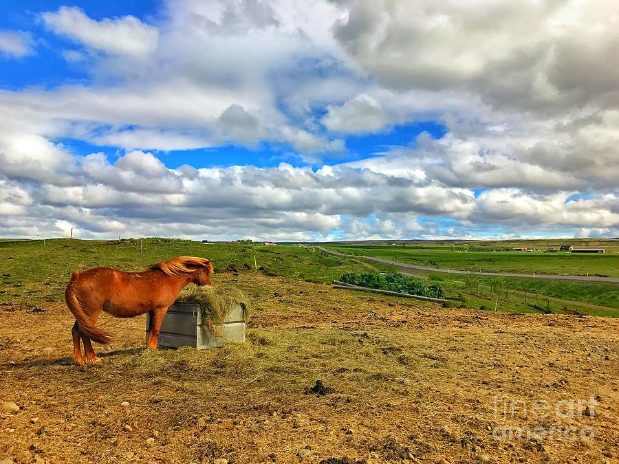 Lovely pasture  Photograph by Reena Kapoor