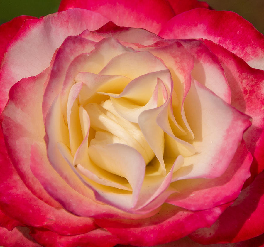 Lovely Pink and Ivory Rose Photograph by L Bosco