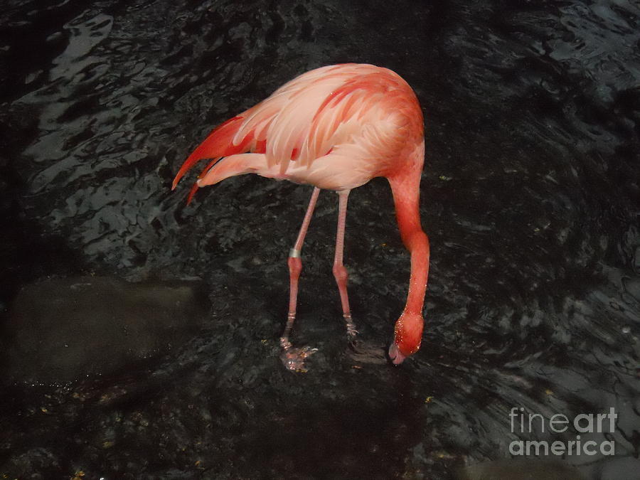 Lovely pink flamingo Photograph by M c Sturman