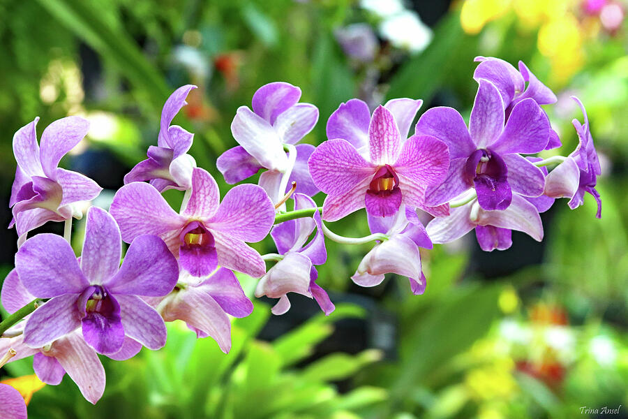 Lovely Purple Orchids Photograph by Trina Ansel
