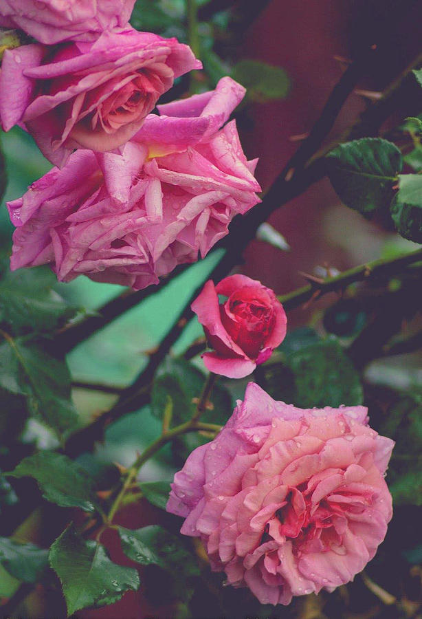 Lovely Pink Roses Photograph by Nicole Koziol | Fine Art America