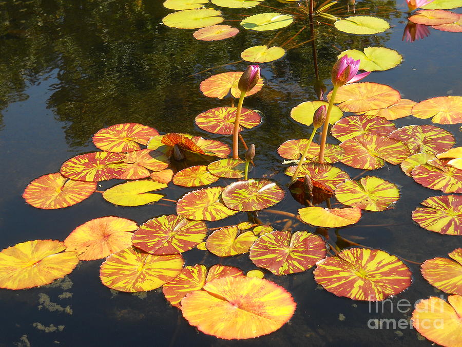 Lovely pink waterlilies, golden lily pads photo Photograph by M c Sturman