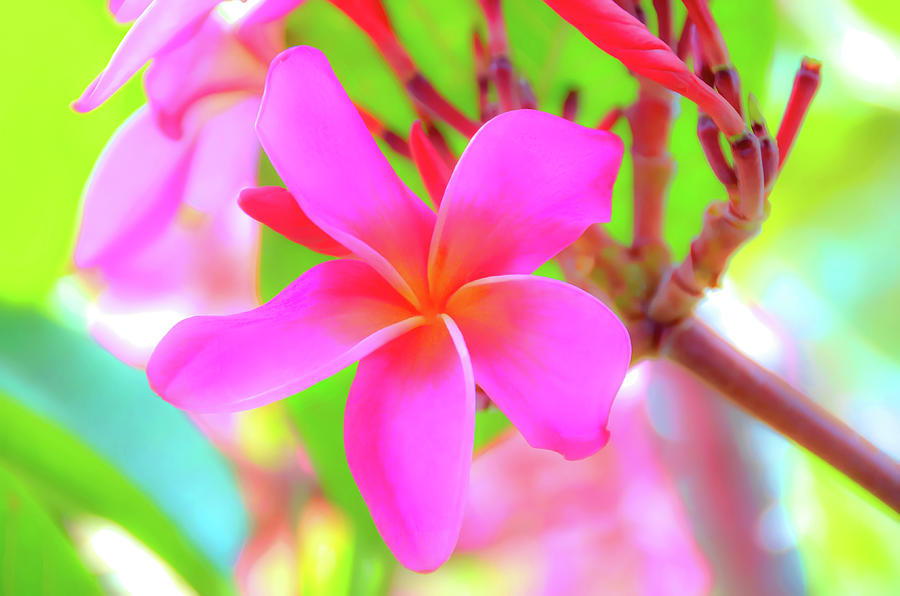 Lovely Plumeria Photograph by David Lawson