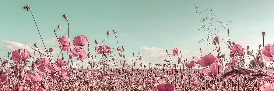 Poppy Photograph - Lovely Poppy Field - Vintage by Melanie Viola