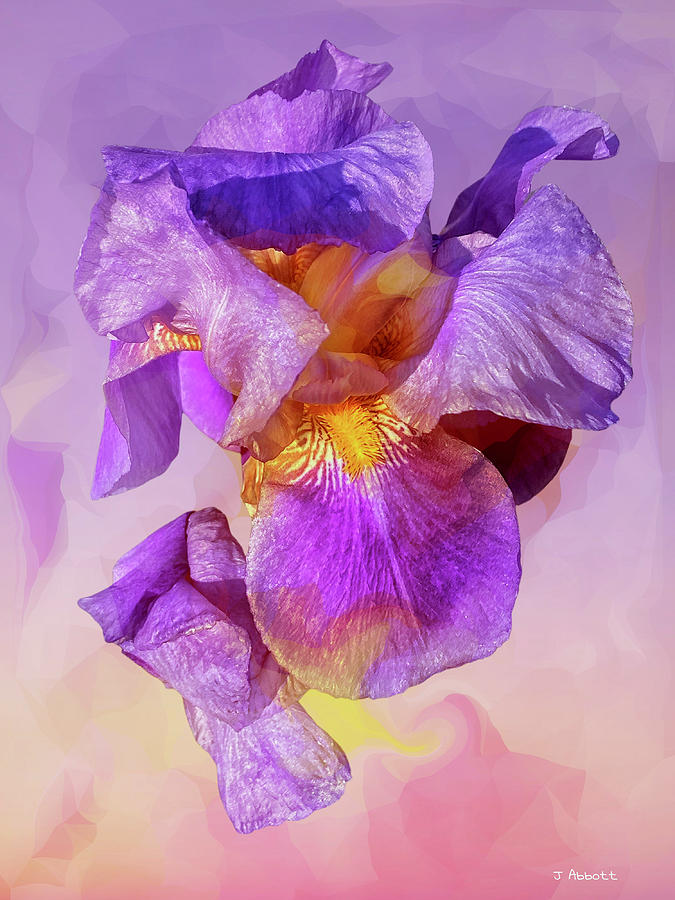 Lovely Purple Iris Photograph by Jerry Abbott