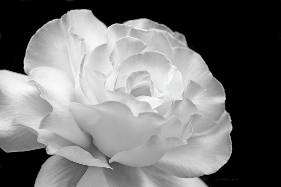 Romantic Rose Flower Black and White Photograph by Jennie Marie Schell