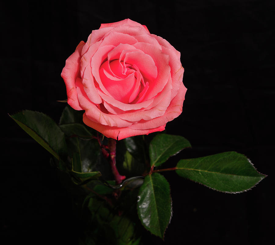Lovely Rose Photograph by John Roach