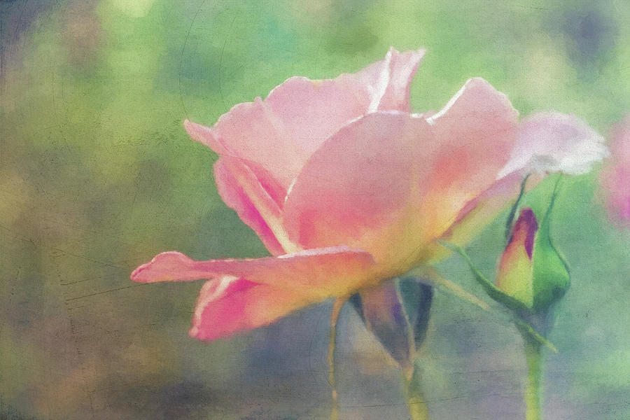 Lovely Rose Digital Art by Terry Davis