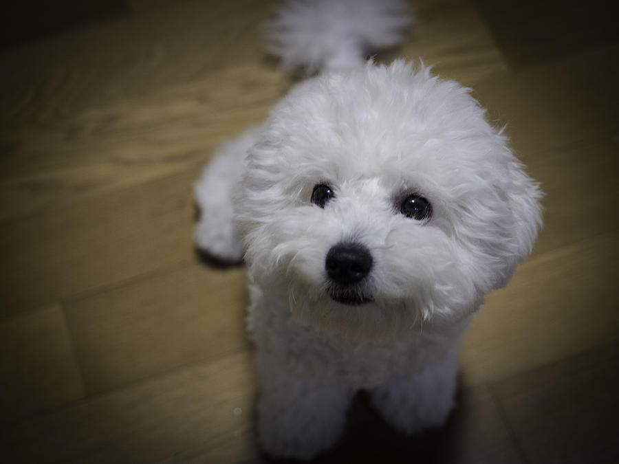Lovely Small White Dog Stares At Somthing Photograph by Kjhyuni
