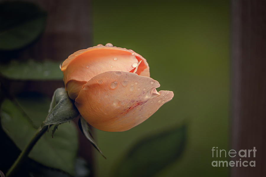 Abstract Photograph - Lovely Soft Peach Rose by Elizabeth Dow