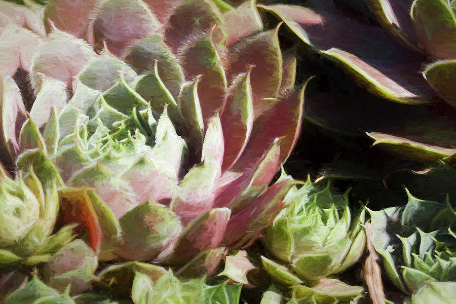 Lovely Succulents In Green and Pink  Photograph by Kathy Clark
