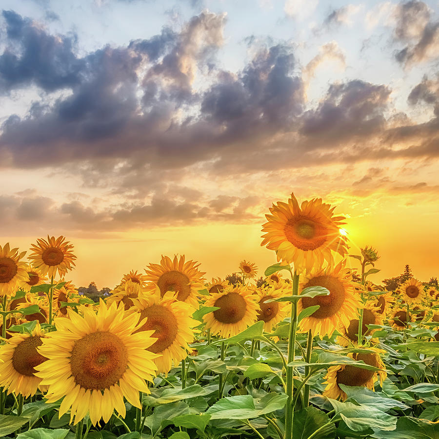 Lovely sunflowers in sunset Photograph by Melanie Viola | Fine Art America