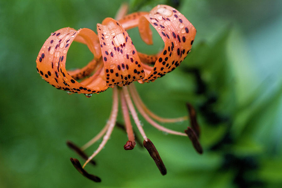 Lovely Tiger Lily Photograph by Kathy Clark