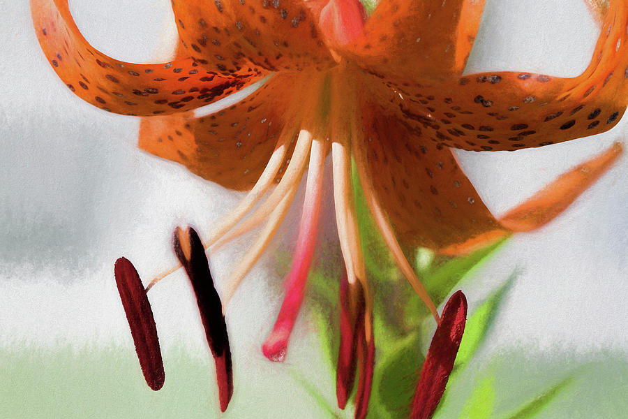 Flower Photograph - Lovely Tiger Lily Painted  by Kathy Clark