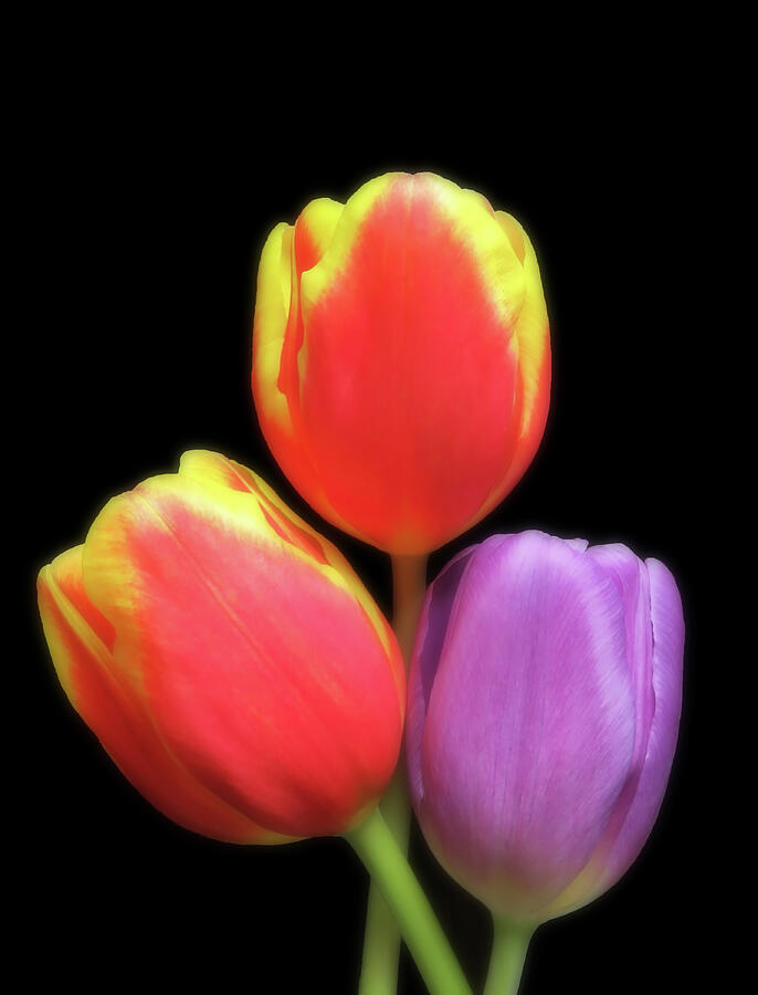 Lovely Tulip Trio Photograph by Johanna Hurmerinta