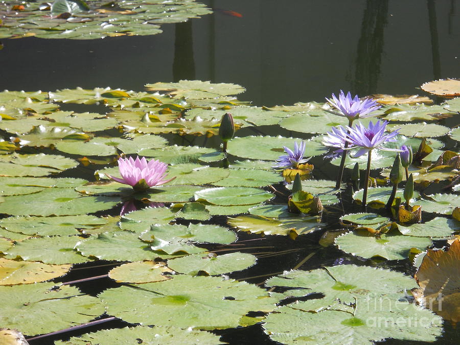 Lovely waterlilies photo Painting by M c Sturman