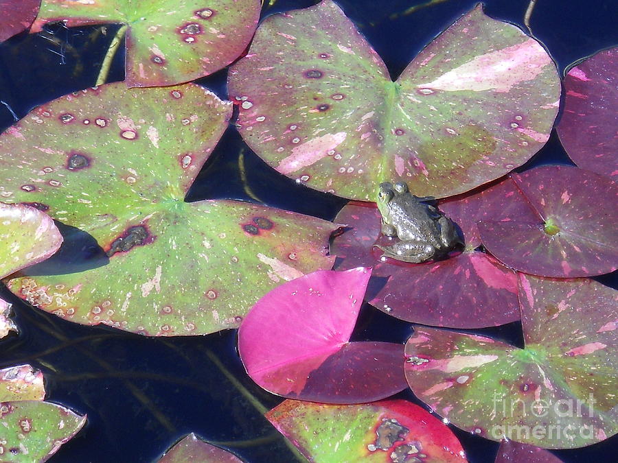 Lovely waterlily pads with fro Photograph by M c Sturman