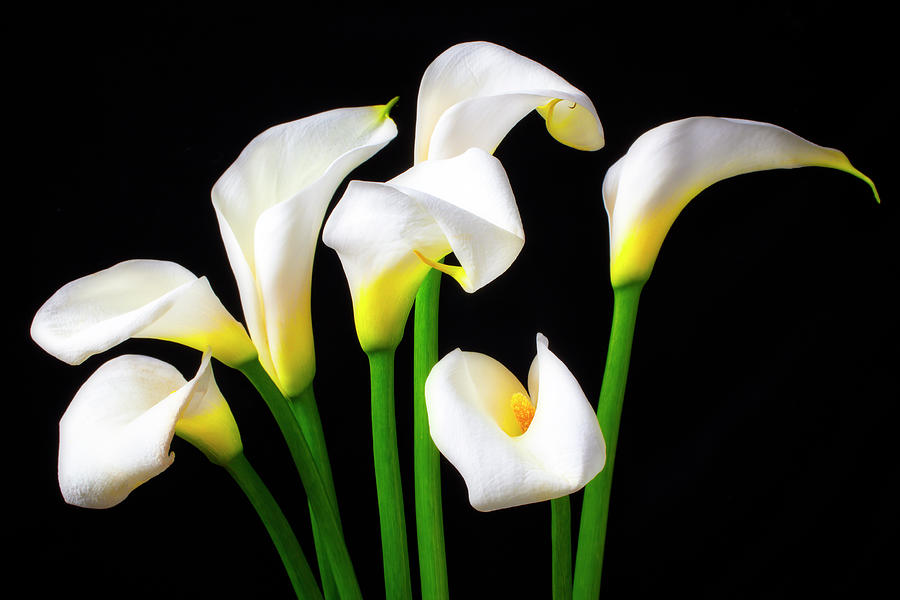 Lovely White Calla Lilies Photograph By Garry Gay 4321