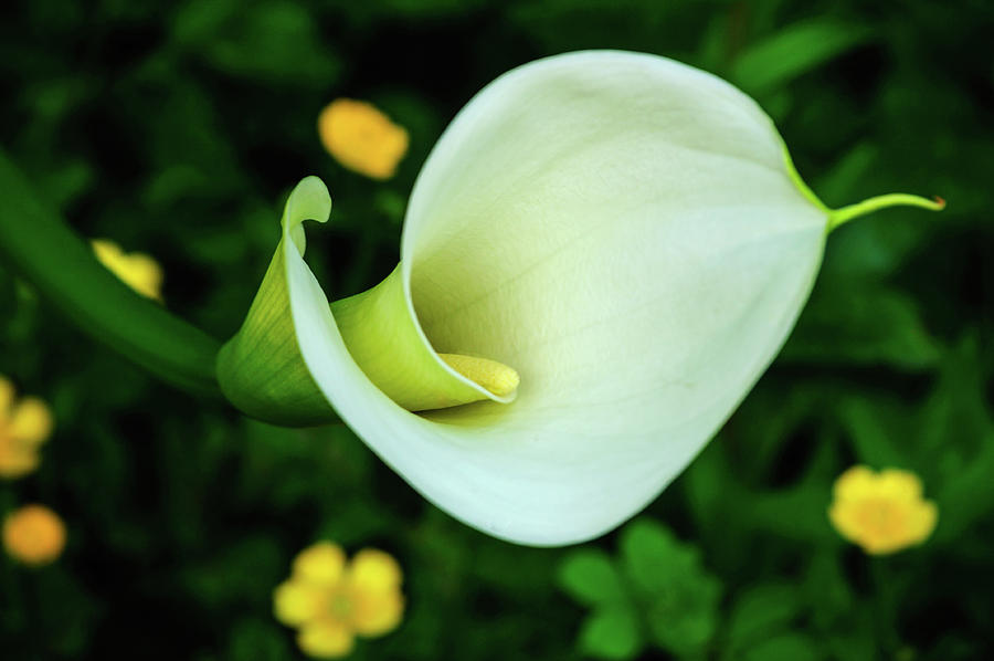 Lovely White Calla Photograph by Tikvahs Hope