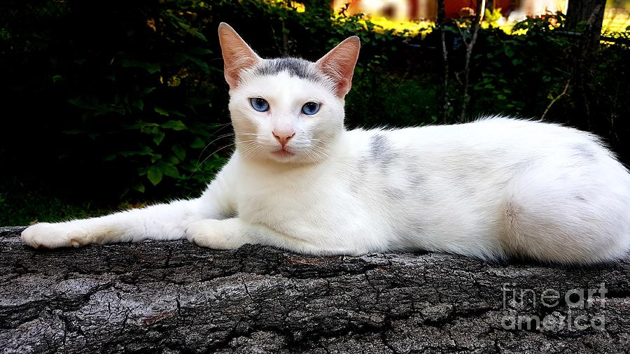 Young White Cat Lounging On A Tree Branch Photograph