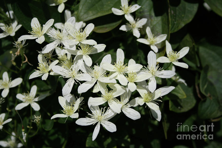 Lovely White Flowers Photograph by Norma Appleton
