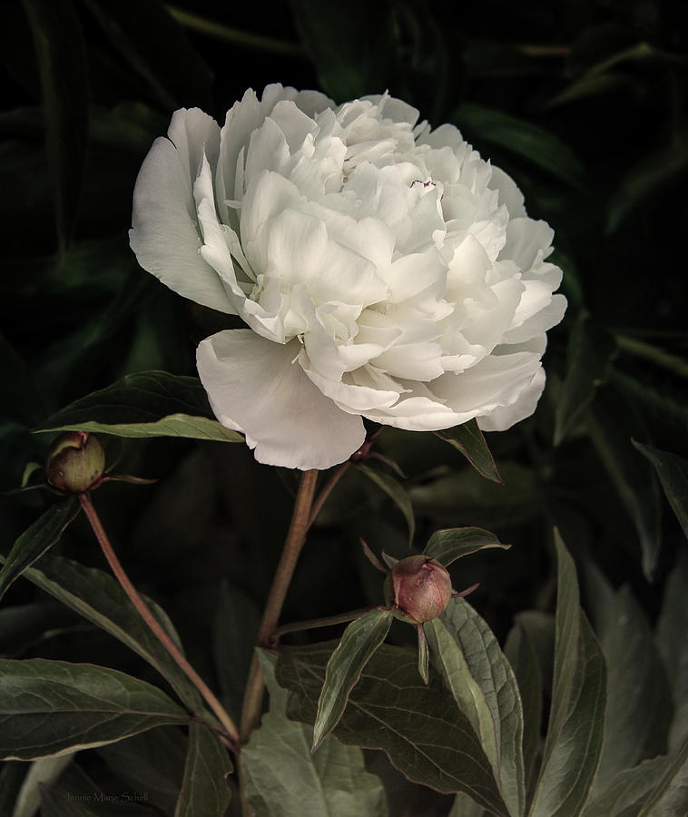 Lovely White Peony Flower Photograph by Jennie Marie Schell