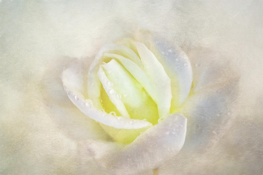 Nature Digital Art - Lovely White Rose by Terry Davis