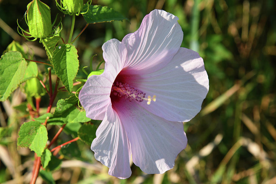 Lovely Wild Hibiscus Flower Photograph