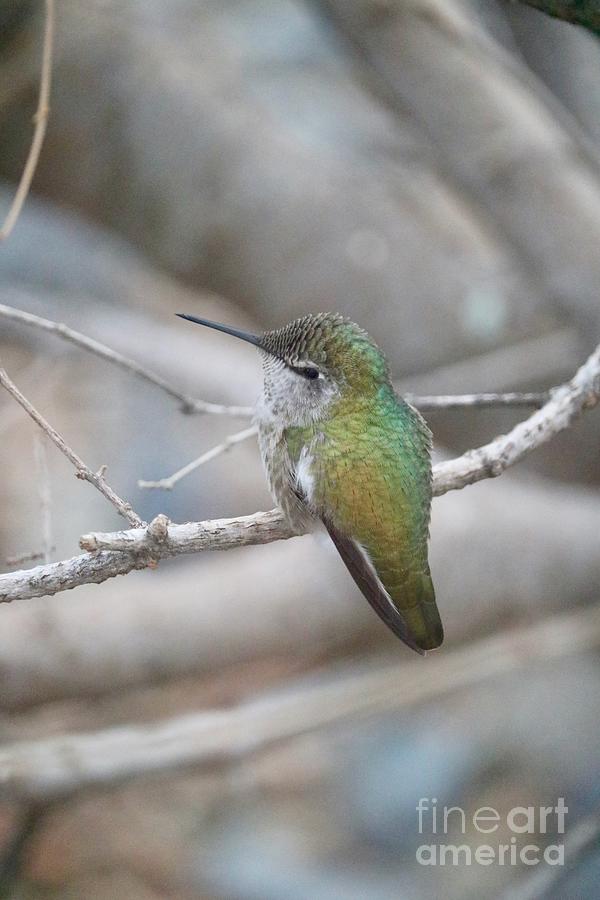Lovely Winter Hummingbird on Branch Photograph by Carol Groenen